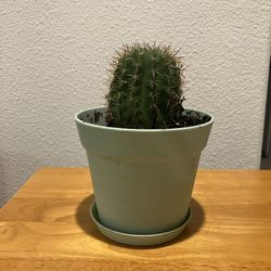 Trichocereus Grandiflotus 