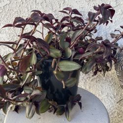 1.5 Gallon Pot Succulent Plant- Tradescantia Zebrina Violet - Wandering Dude - Live Succulent - Rooted & Established - Drought Resistant - 🪴 