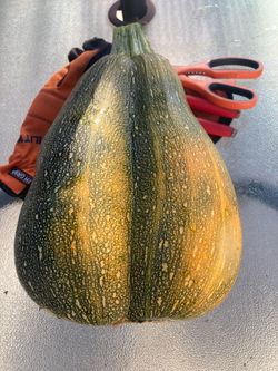 Homegrown Spanish Zucchini Conjoined Twins
