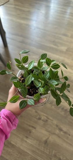 Plant