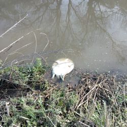 Softshell Turtle Meat For Sale