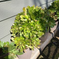 Big Aeonium Plants