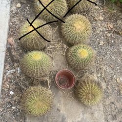 Lot Of Barrel Cacti