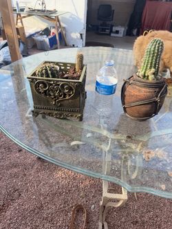 2 cactus plants