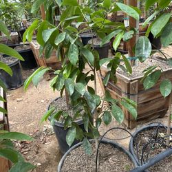 Guanabana Tree 15gal 