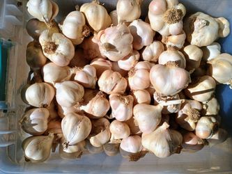 Fresh Garlic!!