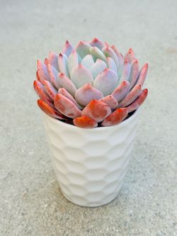 Succulents plants 🪴