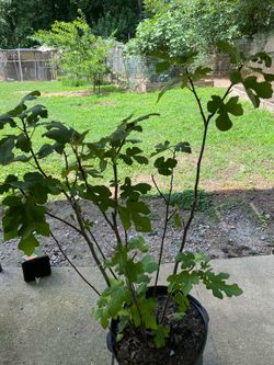 Big Celeste fig tree in 6-gallon pot