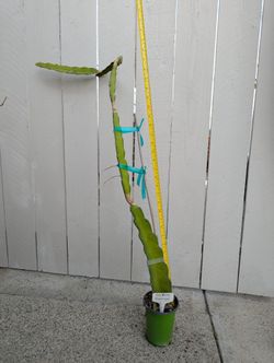 Dragon Fruit-Pink Panther Variety