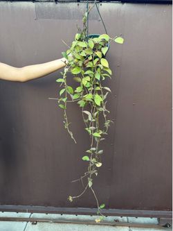 6” xl blooming Hoya sunrise