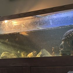 Turtle Tank