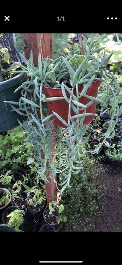 Fishhook plant for shipping out of state