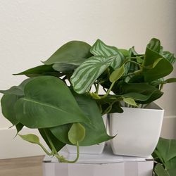 6 Small Fake Plants, Brand New 