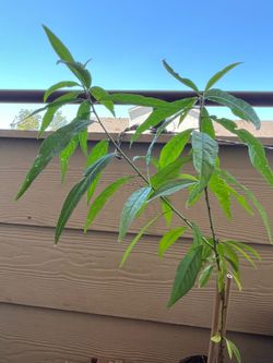 Yellow Peach Plant 🪴
