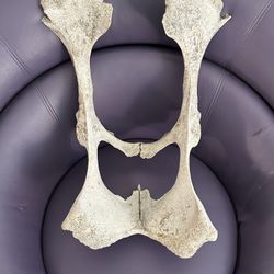 Huge Animal Pelvis Planter Decoration Deer Bones Taxidermy 