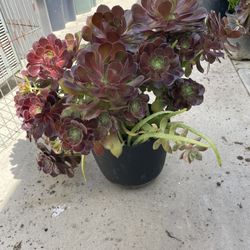 Plant Arrangement Includes Blk Pot W/drainage