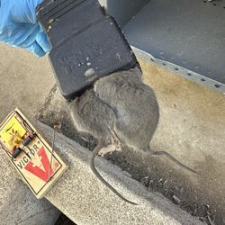 Rat Control / Control De Ratas 