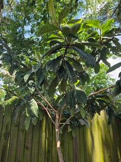 Loquat Tree