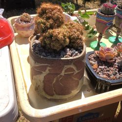 Cactus For Sale