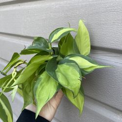 4” brazilian philodendron