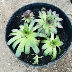Hens & Chicks 