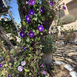Morning Glory plant $1 each plant