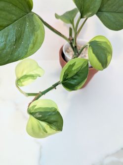 Thailand Poonsin Pothos