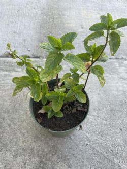 Mint Plant 