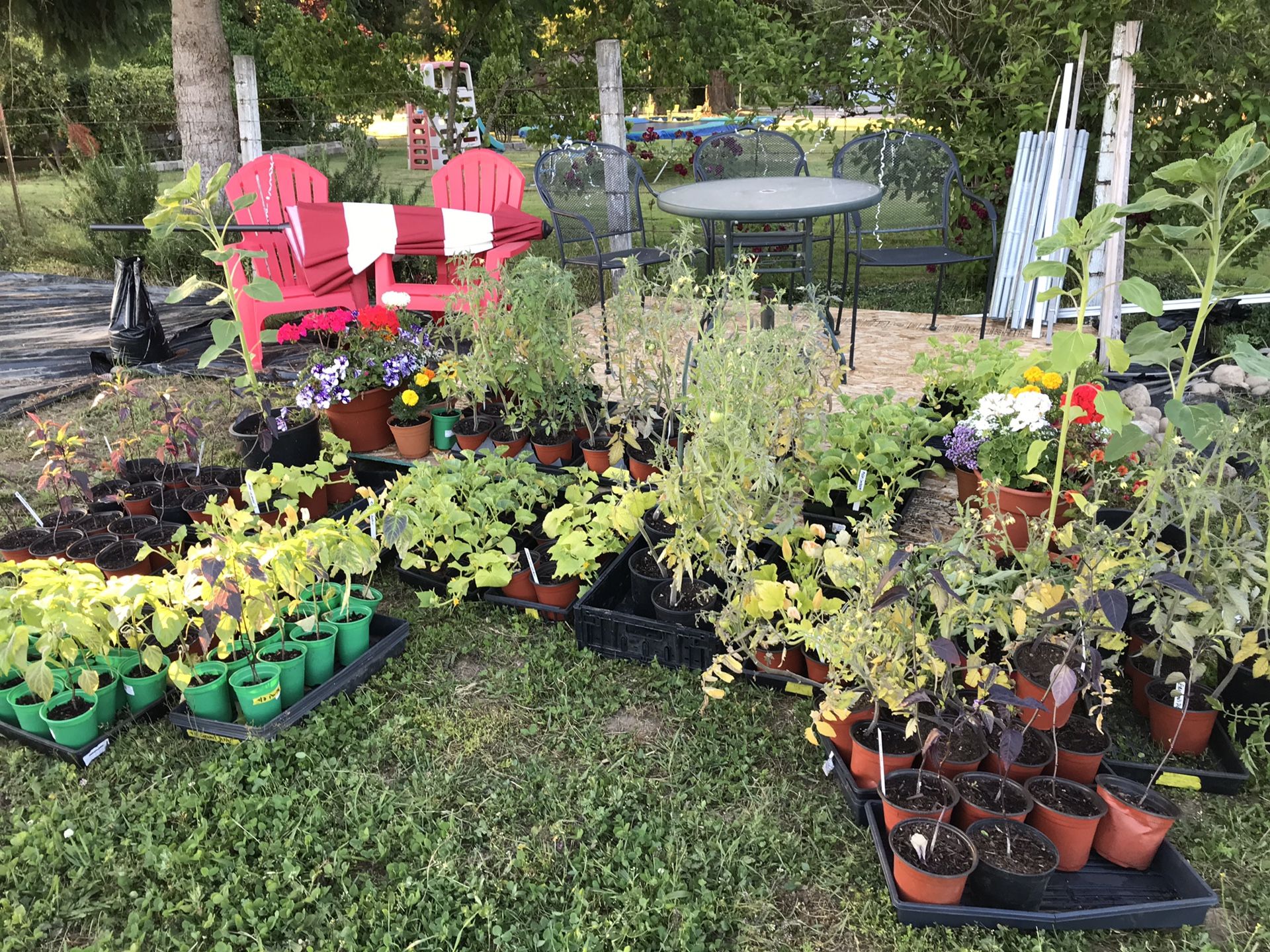 Vegetable plants for sale for Sale in Renton, WA OfferUp