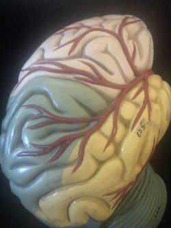 Rubber brain