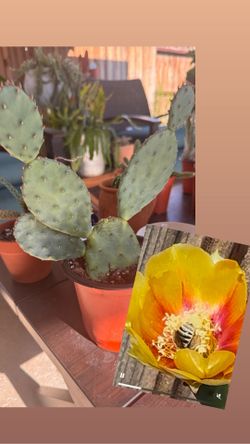 Cactus