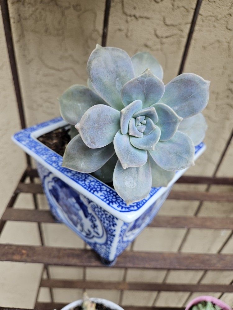 Succulent