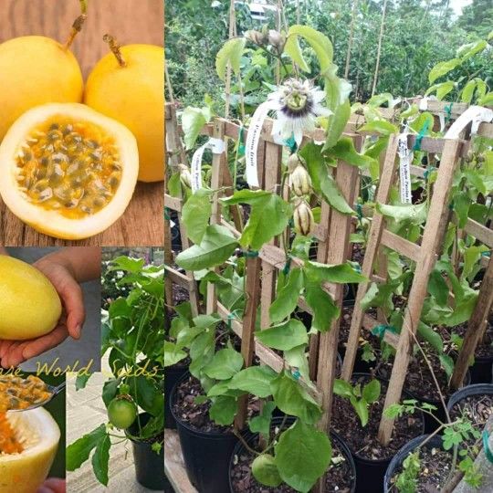 Sunrise Passion Fruit Plant 3gal Plantas De Maracuya Parcha En 3gal