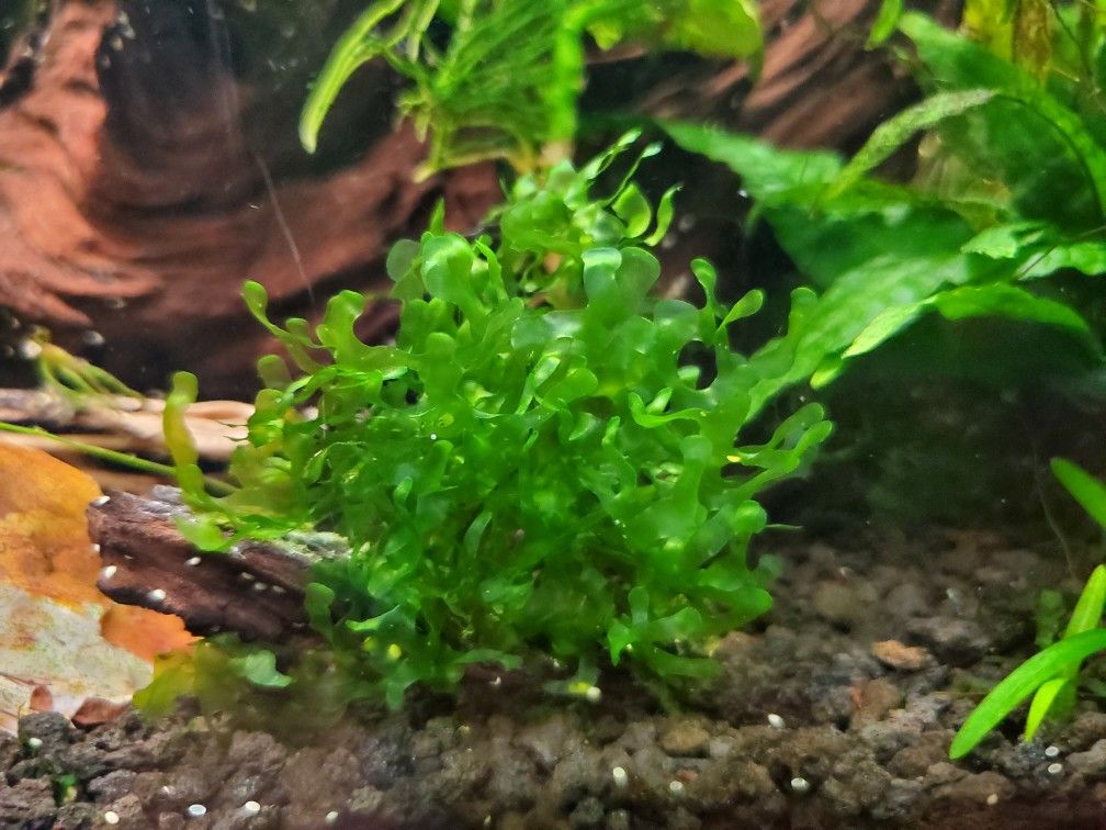 Susswassertang freshwater plant (sandwich bag)