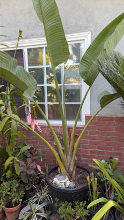 Bird of paradise plant