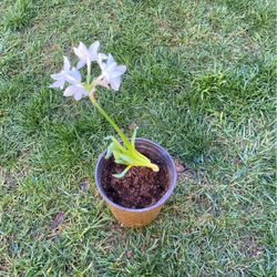 Whitepaper Ziva Plant 