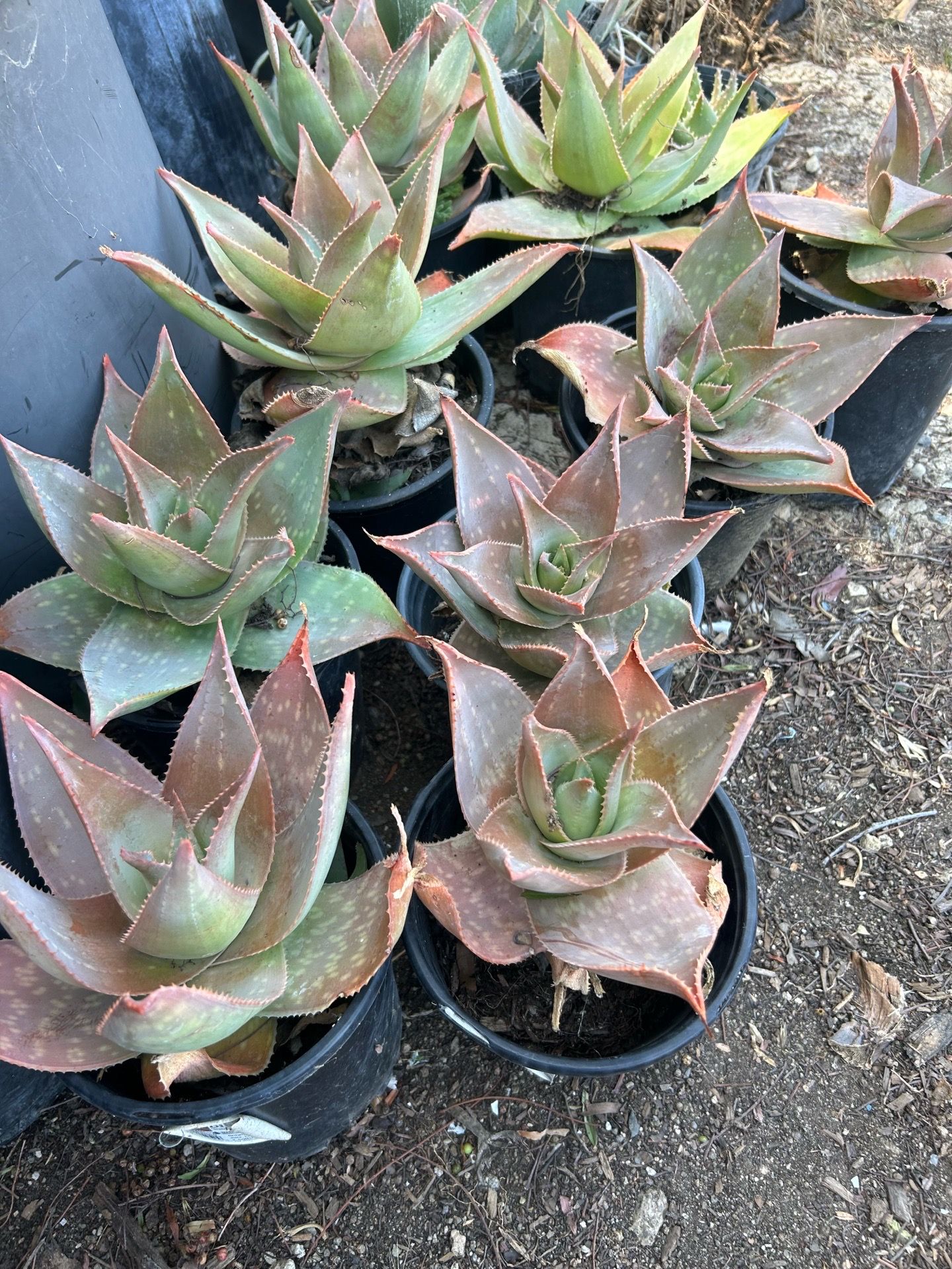 Succulent plants