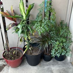 Plants For Sale 