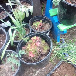 Pink alumroot plant 6/8$