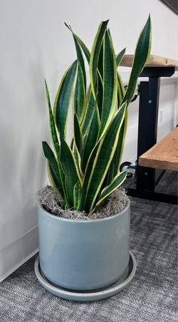 Large Snake Plant in Modern Ceramic Planter