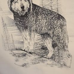 Wolf Sketch Pictures