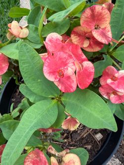 Crown of thorns