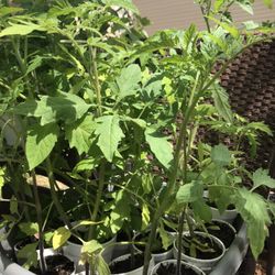 Tomato Plants