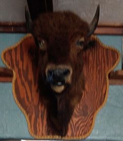 Authentic Mounted Bison Head
