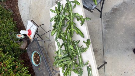 🌵 Crested Euphorbia (Coral Cactus) Cuttings