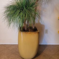 Indoor Ponytail Palm Plant