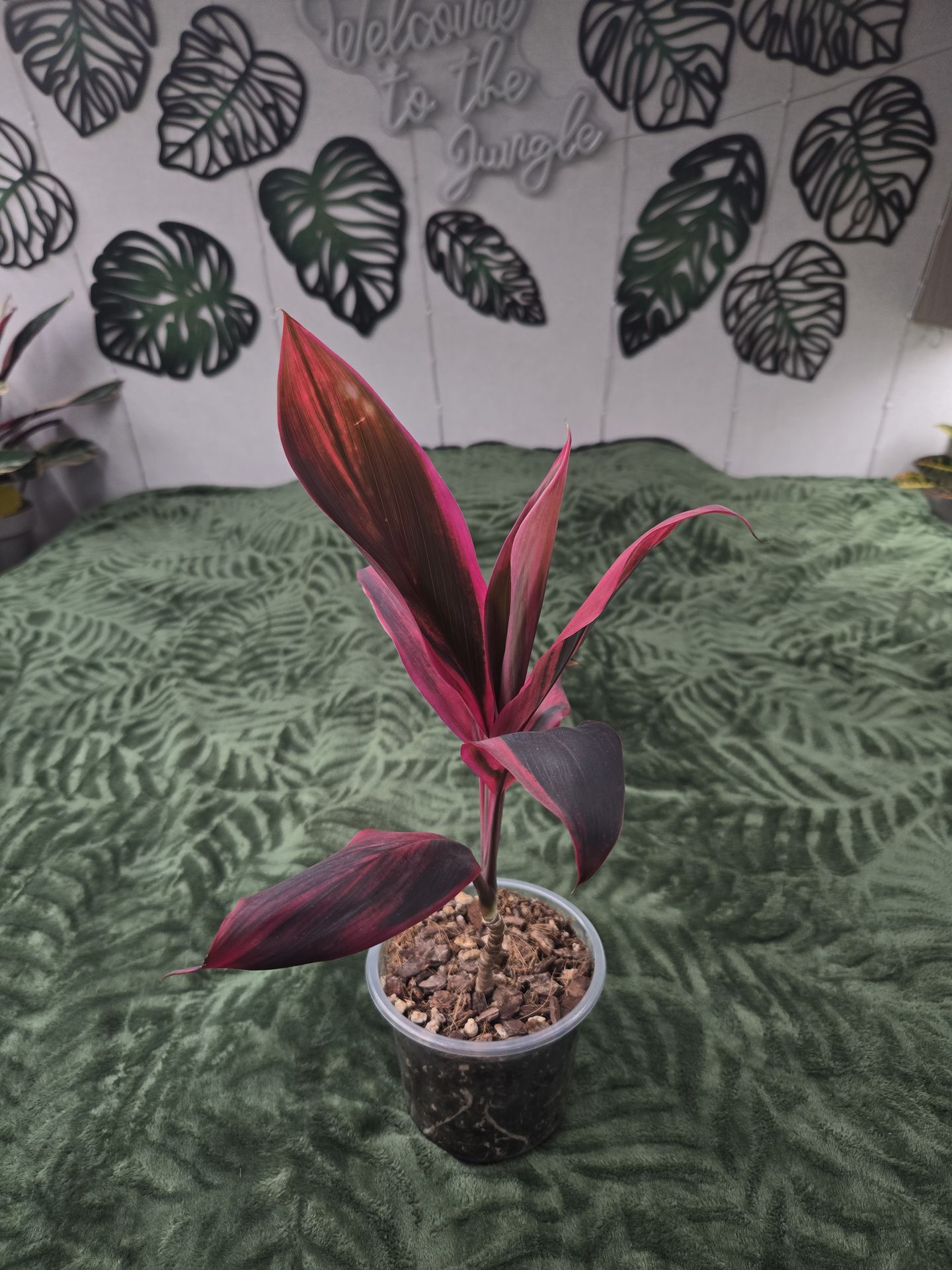Cordyline Ti Tropical Plant 5 Inch grow pot