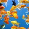 fisharefun