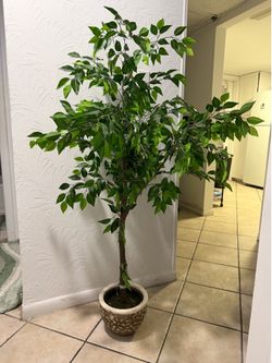 Beautiful Genuine Artificial Ficus Tree.  Looks Real!
