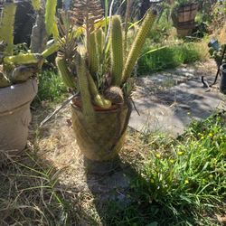 Cactus